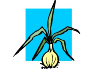 Sticker Custom Preview Image #065332 Food Drink Veggies Onion01