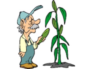 Sticker Custom Preview Image #066435 Gardening Picking Corn