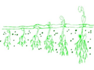 Sticker Custom Preview Image #066512 Gardening Seedling Growing