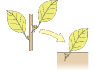 Sticker Custom Preview Image #066567 Gardening Transplant1