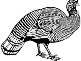 Sticker Custom Preview Image #075362 Holidays Thanksgiving Turkey06