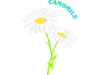 Sticker Custom Preview Image #103115 Plants Flowers Flowers Camomile7