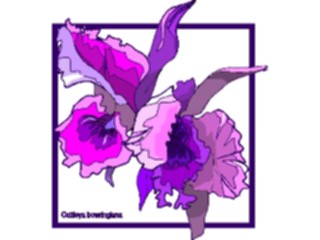 Sticker Custom Preview Image #103131 Plants Flowers Flowers Cattleya Bowringiana