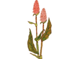Sticker Custom Preview Image #103551 Plants Flowers Flowers Flower341