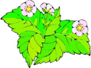Sticker Custom Preview Image #104312 Plants Flowers Flowers Flowers228