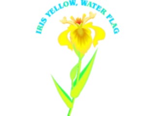 Sticker Custom Preview Image #104549 Plants Flowers Flowers Iris Yellow Water Flag