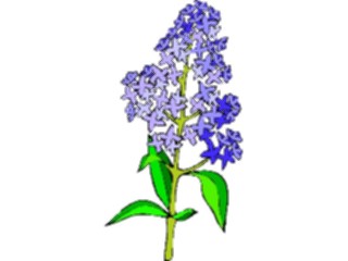 Sticker Custom Preview Image #104562 Plants Flowers Flowers Lilac2