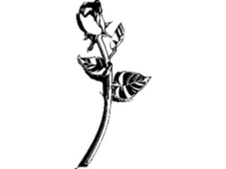 Sticker Custom Preview Image #104673 Plants Flowers Flowers Rose11