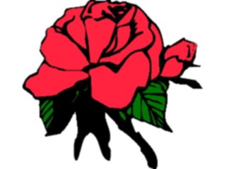 Sticker Custom Preview Image #104682 Plants Flowers Flowers Rose20