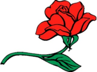 Sticker Custom Preview Image #104684 Plants Flowers Flowers Rose22