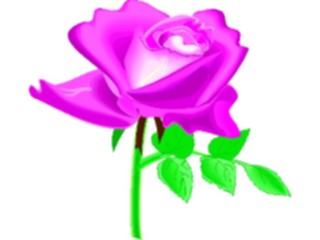 Sticker Custom Preview Image #104701 Plants Flowers Flowers Rose39