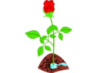 Sticker Custom Preview Image #104729 Plants Flowers Flowers Rose67