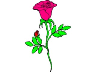 Sticker Custom Preview Image #104746 Plants Flowers Flowers Rose84