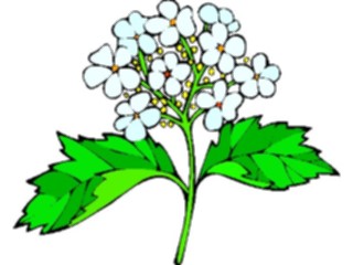 Sticker Custom Preview Image #104821 Plants Flowers Flowers Snowtree
