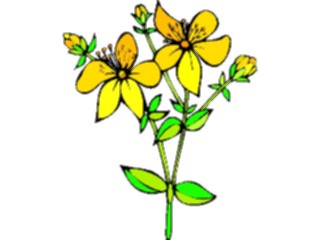 Sticker Custom Preview Image #104824 Plants Flowers Flowers St Johns Wort