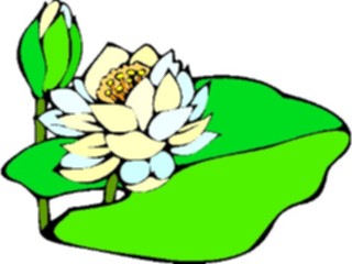 Sticker Custom Preview Image #104886 Plants Flowers Flowers Water Lily5