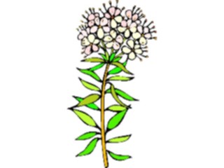 Sticker Custom Preview Image #104893 Plants Flowers Flowers Wild Rose2