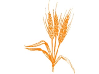 Sticker Custom Preview Image #105158 Plants Flowers General Wheat3