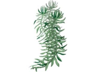 Sticker Custom Preview Image #105332 Plants Flowers Plants Plant124