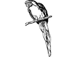  Bird Parrot Post Decal Proportional