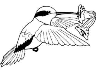  Birds_ Allens Hummingbird T G_ P A 1 Decal Proportional