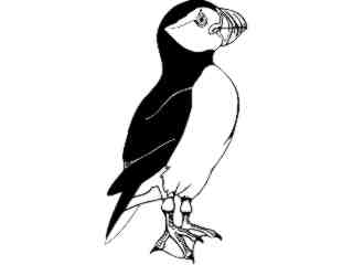  Birds_ Atlantic Puffin T G_ P A 1 Decal Proportional