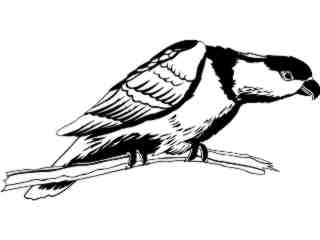  Birds_ Black Capped Lory T G_ P A 1 Decal Proportional