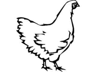  Birds_ Chicken_ P A 1 Decal Proportional