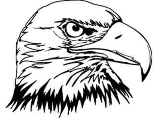  Birds_ Eagle Head T G_ P A 1 Decal Proportional