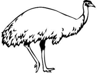  Birds_ Emu_ P A 1 Decal Proportional
