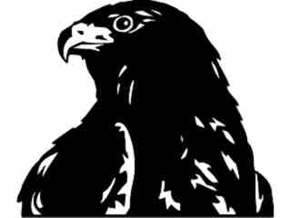  Birds_ Falcon_ P A 1 Decal Proportional