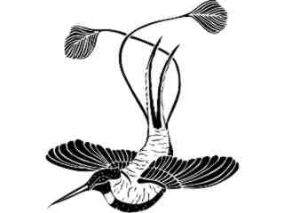  Birds_ Hummingbird_ 1 2 9_ V A 1 Decal Proportional