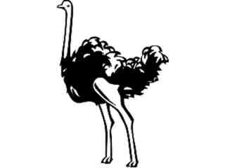  Birds_ Ostrich_ P A 1 Decal Proportional