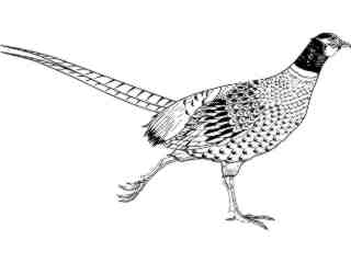  Birds_ Pheasant T G_ P A 1_ D T L Decal Proportional