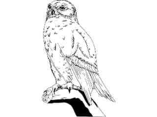  Birds_ Snowy Owl T G_ P A 1_ D T L Decal Proportional