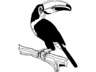  Birds_ Toucan T G_ P A 1 Decal Proportional