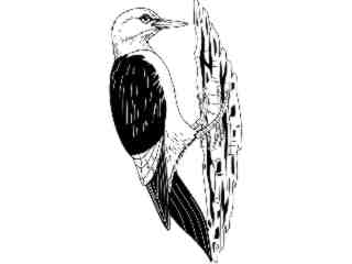  Birds_ Woodpecker T G_ P A 1_ D T L Decal Proportional