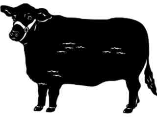  Brangus Cow_ 1 3 4_ V A 1 Decal Proportional
