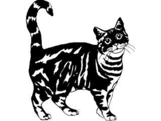  Cats_ American Tabby_ 1 3 1_ V A 1 Decal Proportional