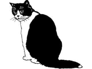  Cats_ British Bi Color Shorthair_ 1 3 1_ V A 1 Decal Proportional