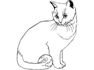  Cats_ British Cream Shorthair_ 1 3 1_ V A 1 Decal Proportional