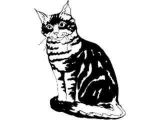  Cats_ Main Coon_ 1 3 1_ V A 1 Decal Proportional