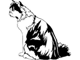  Cats_ Persian Calico_ 1 3 1_ V A 1 Decal Proportional