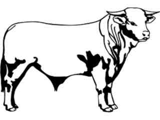  Charbray Bull_ 1 3 4_ V A 1 Decal Proportional