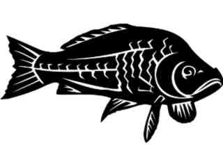  Common Carp Fish_ 1 4 1_ V A 1 Decal Proportional