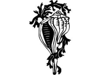  Conch Shell_ 1 8 0_ V A 1 Decal Proportional