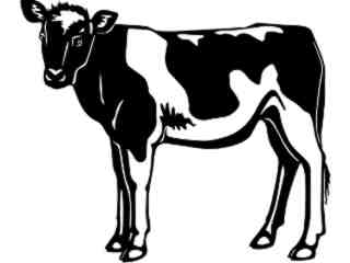  Cows_ Holstein 6_ 1 3 3_ V A 1 Decal Proportional