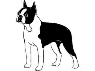  Dogs_ Boston Terrior_ 1 3 7_ V A 1 Decal Proportional