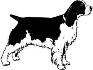  Dogs_ English Springer Spaniel_ 1 3 6_ V A 1 Decal Proportional