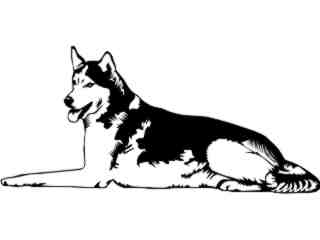  Dogs_ Husky 0 1 D R_ P A 1 Decal Proportional